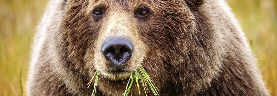 A Win For Wildlife! Grizzly Bears Remain Protected Under The Endangered Species Act
