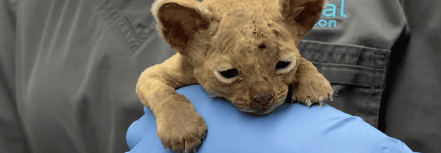 When a fire broke out in Las Vegas, a helpless 4-week-old kitten found herself trapped in the middle of the blaze.