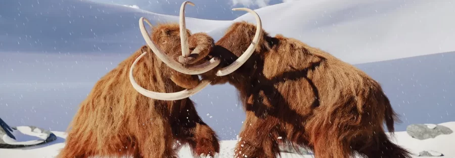 Scientists are getting very close to bringing a few iconic species, like woolly mammoths and dodos, back from extinction. That may not be a good thing.