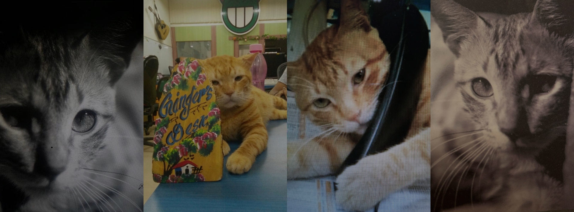 PGGinger's World: Love, Joy and Inspiration