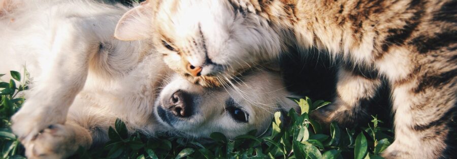These laws, while seemingly eccentric, offer a fascinating glimpse into how different societies navigate the complex relationships between humans and animals.