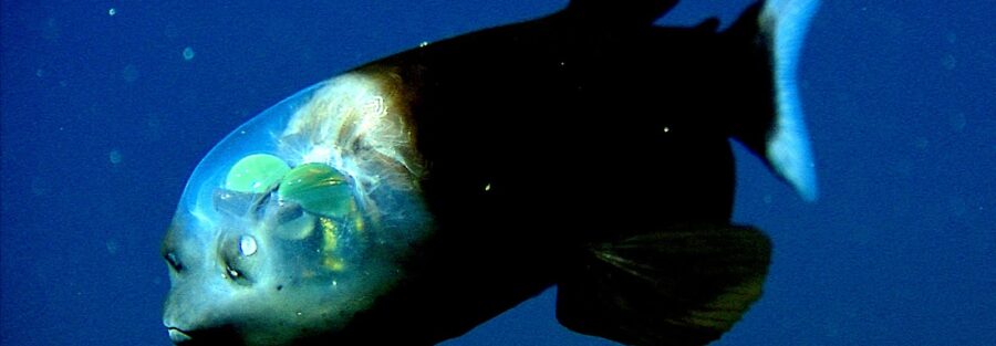 Transparent Barreleye fish in the deep ocean