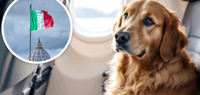 pet travel on an airplane just got easier in italy