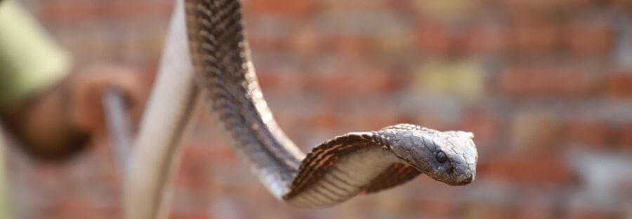 snake in the face of the camera