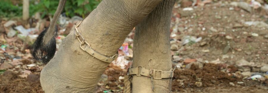 elephant in chain